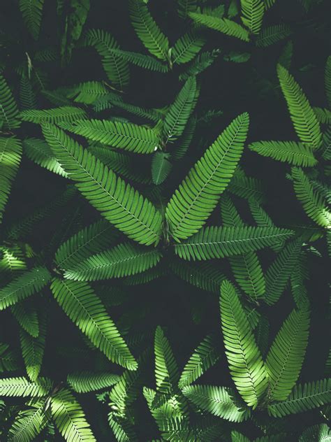 Green Leaves Pixahive