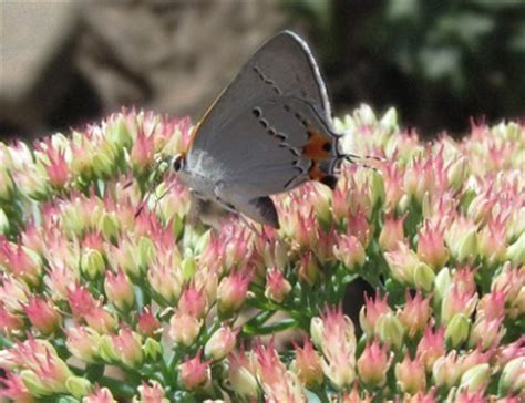 When flowers bloom, they not only add beauty to your home, they also provide support for she once planted a butterfly bush just outside of her daughters' bedroom, saying i wanted butterflies by the girl's windows that they could see and enjoy. 20+ Great Plants to Attract Butterflies and Bees in ...