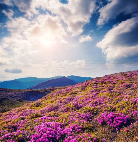 Magical Mountains Landscape Stock Image Image Of Flower Ecology
