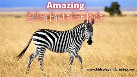 Amazing Zebra Facts For Kids Kids Play And Create