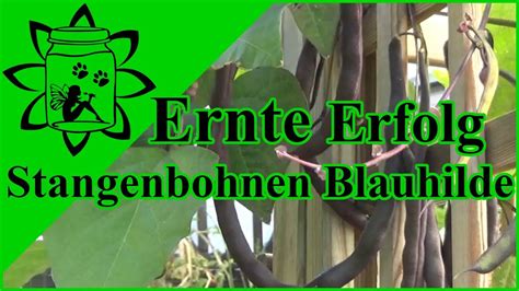 Der reinste fall eines neutralen ertrags, es besteht keinerlei beziehung zur betrieblichen leistungserstellung beispiel: Stangenbohnen Blauhilde | Ertrag & Ernte Erfolg - YouTube