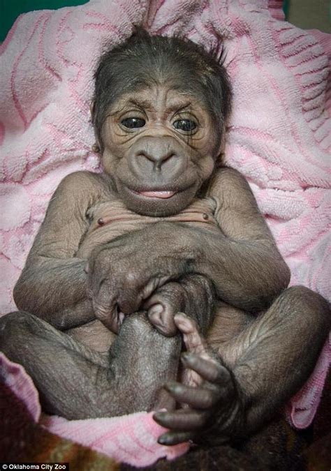 Human diets are sometimes substantially different from that of other apes due in part to the development of technology and a wide range of habitation. Baby gorilla strikes a human-like pose as it lays playing ...