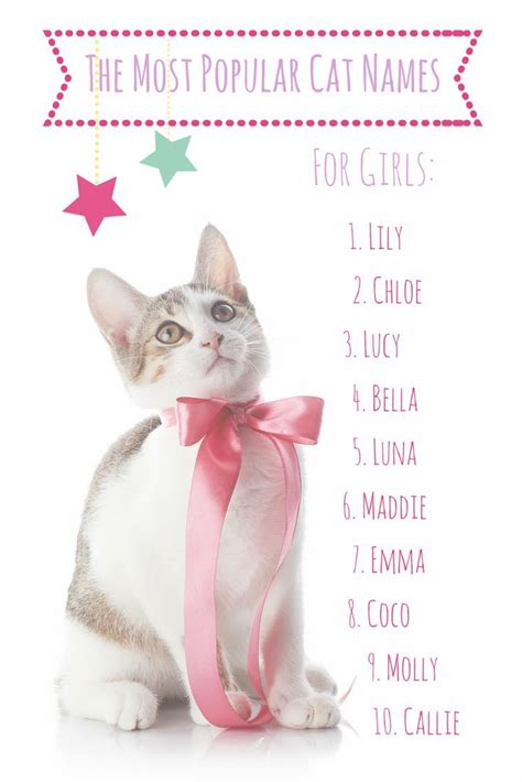 Cute Cat Names Female Unique The 100 Most Popular Male And Female Cat