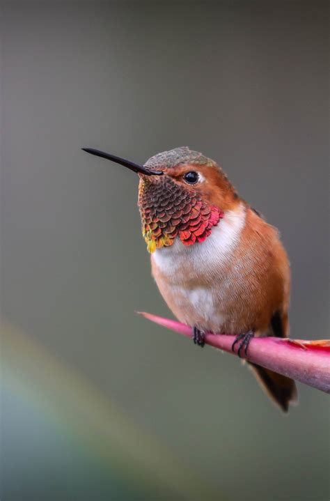 Sdzoo Hummingbirds Include The Smallest Birds In The