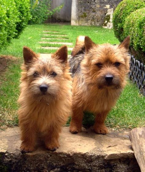 The norwich terrier is a breed of dog originating in the united kingdom, and was bred to hunt small rodents. Norwich Terrier - Wikipedia