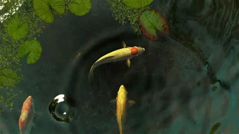 Koi Fish 3d Screensaver 2006 Dimpcuber