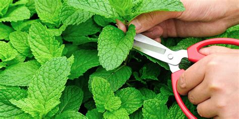 How To Harvest Mint Without Damaging Your Plants