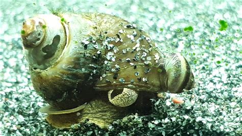 Pinselalgen werden auch unter den wissenschaftlichen bezeichnungen audouinella sp. Pinselalgen Schnecke (Piano Schnecke) mit Nachwuchs ...
