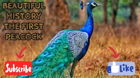 The First Peacock History Youtube