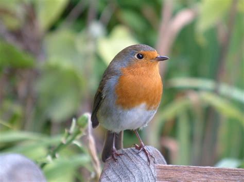 Ignore any birds that are still in flight. RSPB Big Garden Birdwatch 2018 - inSaddleworth