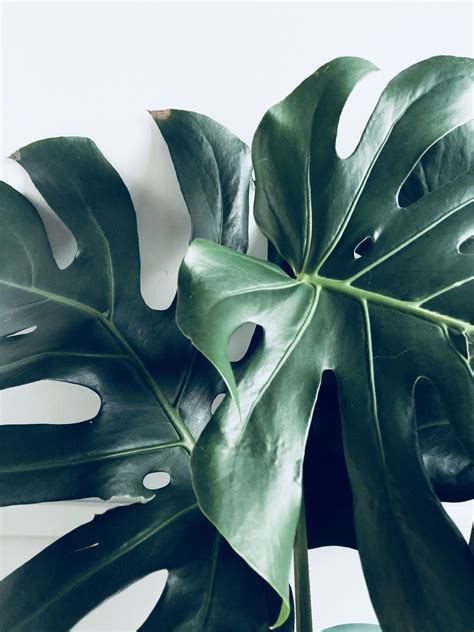 Check spelling or type a new query. Big leaf plant | Big leaf plants, Plants, Plant leaves