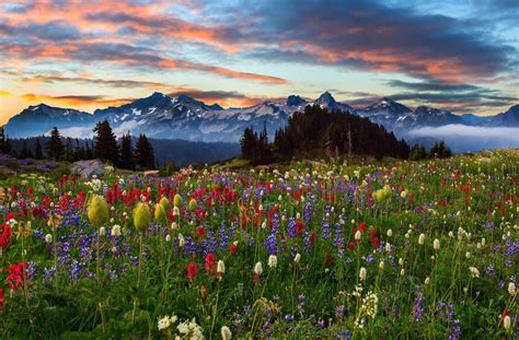 Mountains Sunset Field Flowers Mount Rainier Washington