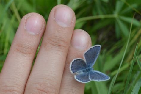 Researchers Gather Karner Blue Butterfly Data At Fort Mccoy Article