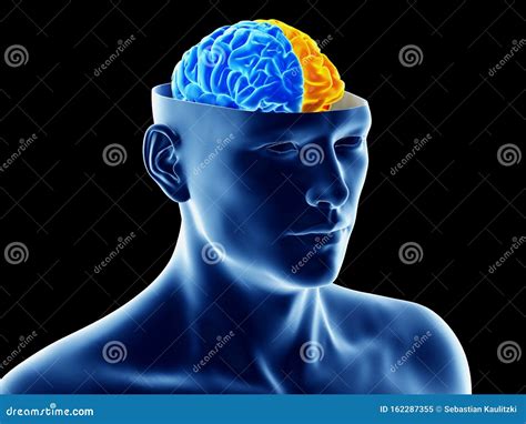 The Two Brain Hemispheres Stock Illustration Illustration Of
