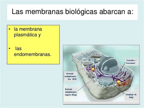 Membranas Biologica Scd´