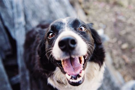 Border Collie Terrier Mix: A Complete Guide - BorderCollieTalk
