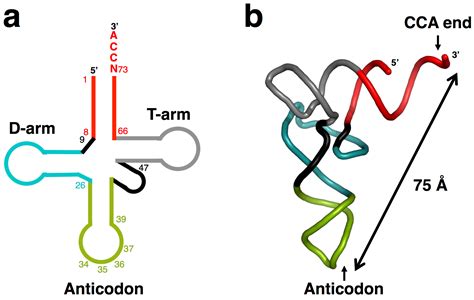 Transfer Rna Structure