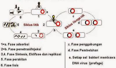 Cara Hidup dan Perkembangbiakan Virus - Perpustakaan Ilmu Pengetahuan