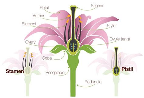 The flowers are usually large, showy and brightly colored, generally red. How Does the Structure of the Stigma Aid in Pollination ...