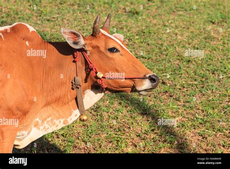 Indian Cow Eating Grass In Hi Res Stock Photography And Images Alamy