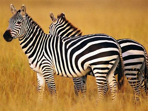 Zebra Hd Wallpapers Wallpaper Cave