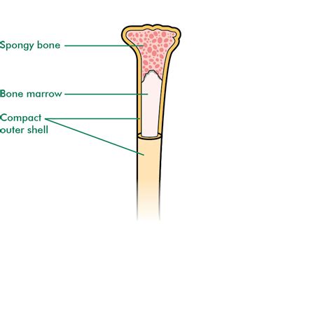 Bone marrow is the primary source of pluripotent stem cells that give rise to all hemopoietic cells (blood cells) including lymphocytes. What are stem cells and bone marrow? - Information and ...