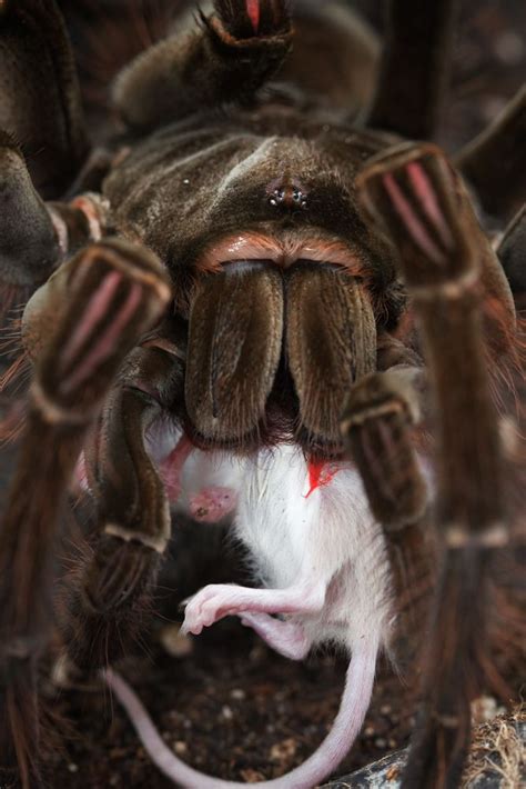 Goliath Bird Eating Spider Animals Pinterest Spider Bird And Insects