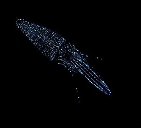 How Do Scientists Find Bioluminescent Organisms Under Water Quora