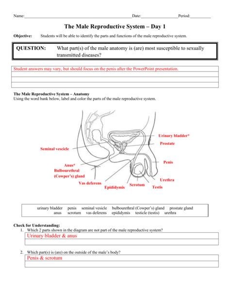 Male Anatomy Diagram Front View Anatomy Worksheets