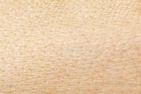 Human Skin Texture Stock Photo Image Of Dermatology