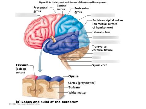 Structures Of The Central Nervous System Diagram Quizlet