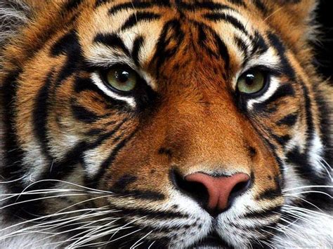 Fotos de Tigres - Imágenes - Taringa!