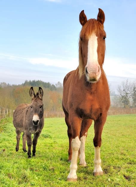 Friendship Between A Donkey And A Horse Premium Photo