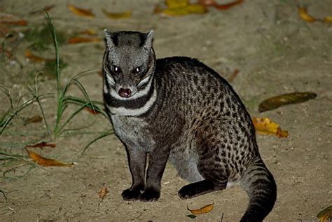 Malayan Civet ~ Everything You Need To Know With Photos Videos