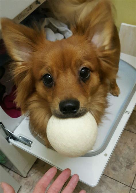 Племенные кобели и щенки корги. long haired chiweenie | Chiweenie, Long hair styles, Corgi