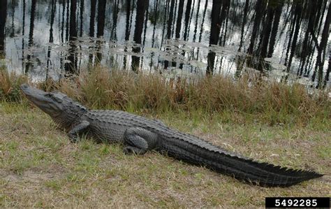 American alligator, Alligator mississippiensis (Crocodilia: Alligatoridae) - 5492285