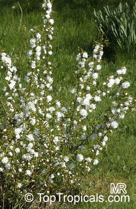 2,000+ vectors, stock photos & psd files. Prunus glandulosa, Prunus japonica, Cerasus glandulosa ...