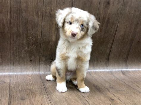 We are a miniature australian shepherd (mini aussie) breeder located in la rue ohio, originally from new hampshire. Miniature Australian Shepherd-DOG-Male-Red Merle-2506074 ...