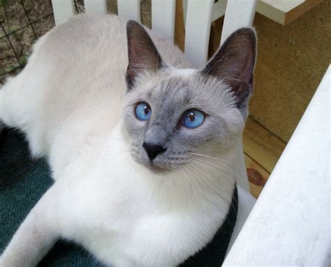 The traditional balinese cat could be confused with the himalayan cat (a color pointed persian cat). Lilac Point Balinese Cat - Pets Ideas