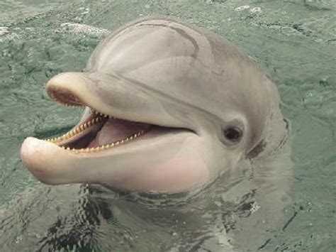 Dr Enzo Aliaga Rossel Bolivian River Dolphin Bufeo Conservation A