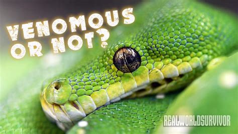 Knowing The Difference Between A Venomous And Non Venomous Snake