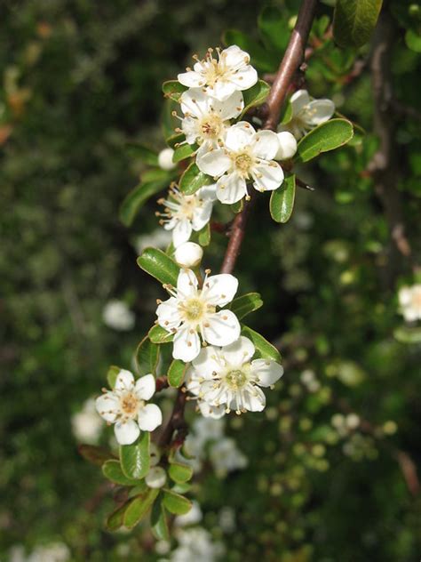Shrub With Small White Flowers Macro What Is The Name O