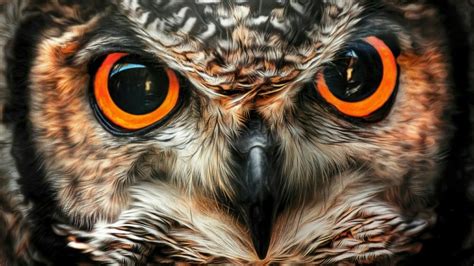 Big Owl Eyes Wallpaper Owl Eyes Eyes Wallpaper Owl Eye Tattoo