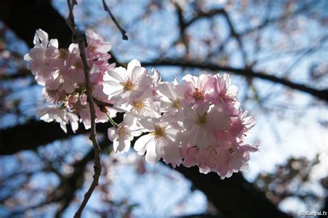 Sakura Les Cerisiers En Fleurs Du Japon 🌸 Ohanami La Tradition