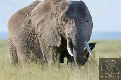 How Long Is An Elephant Pregnant • Support Wild