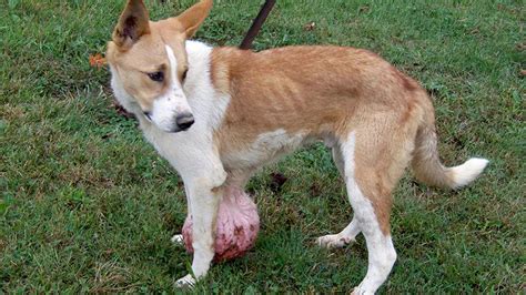 When to euthanize a dog with brain tumors. Owner tells shelter to euthanize young dog with 6-lb. tumor