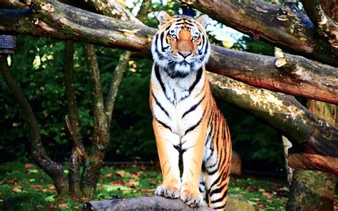 New Podcast Tiger Pose YogaAnita
