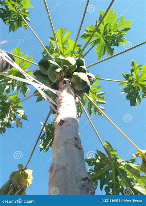 Pohon pepaya stock image. Image of papaya, food, produce - 221386539