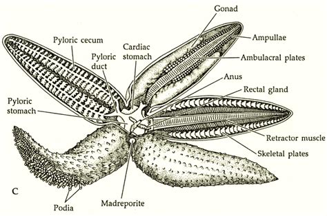 Starfish Digestion And Circulation