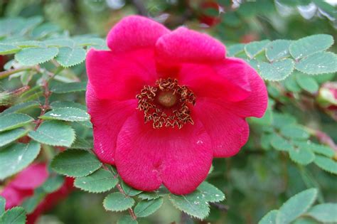Il est beau aussi planté en isolé, libre dans un. Sementes Rosas Raras Rosa Moyesii Flor Vermelha P/ Mudas ...